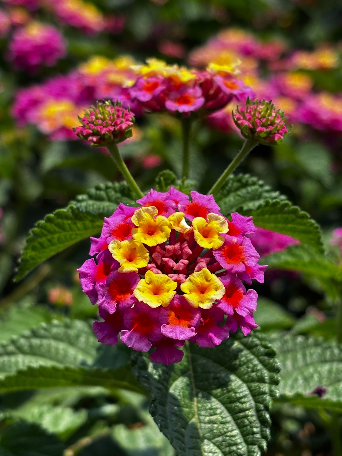 Escritura de la naturaleza